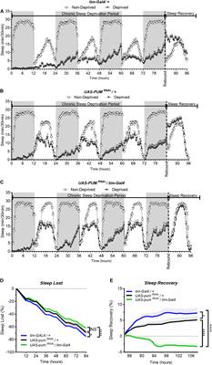 Pumilio Regulates Sleep Homeostasis in Response to Chronic Sleep Deprivation in Drosophila melanogaster